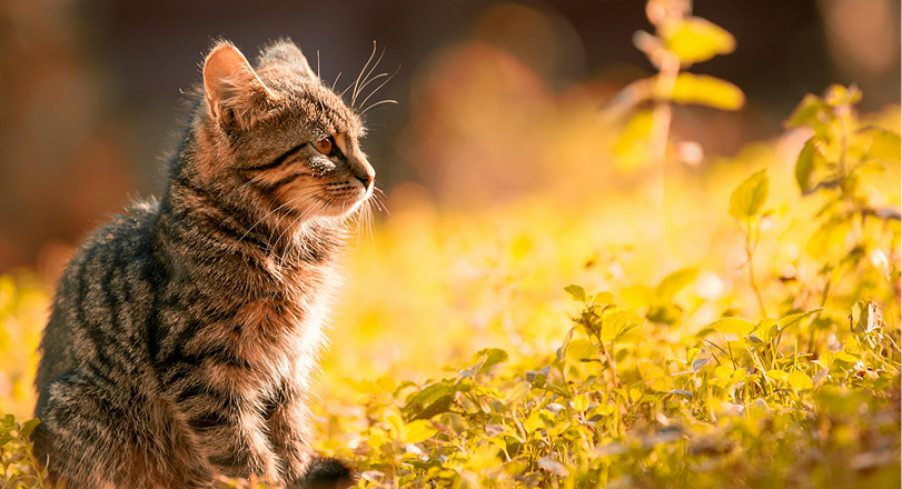 As Pet Care Costs Soar, Furble Launches Canada’s First All-in-One Platform for Affordable Prescriptions and Pet Wellness