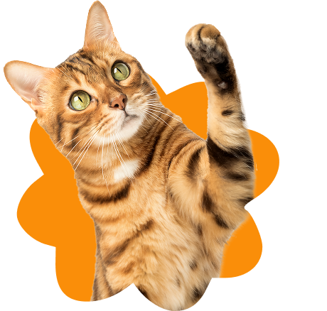 trilateral-thumb5@2x