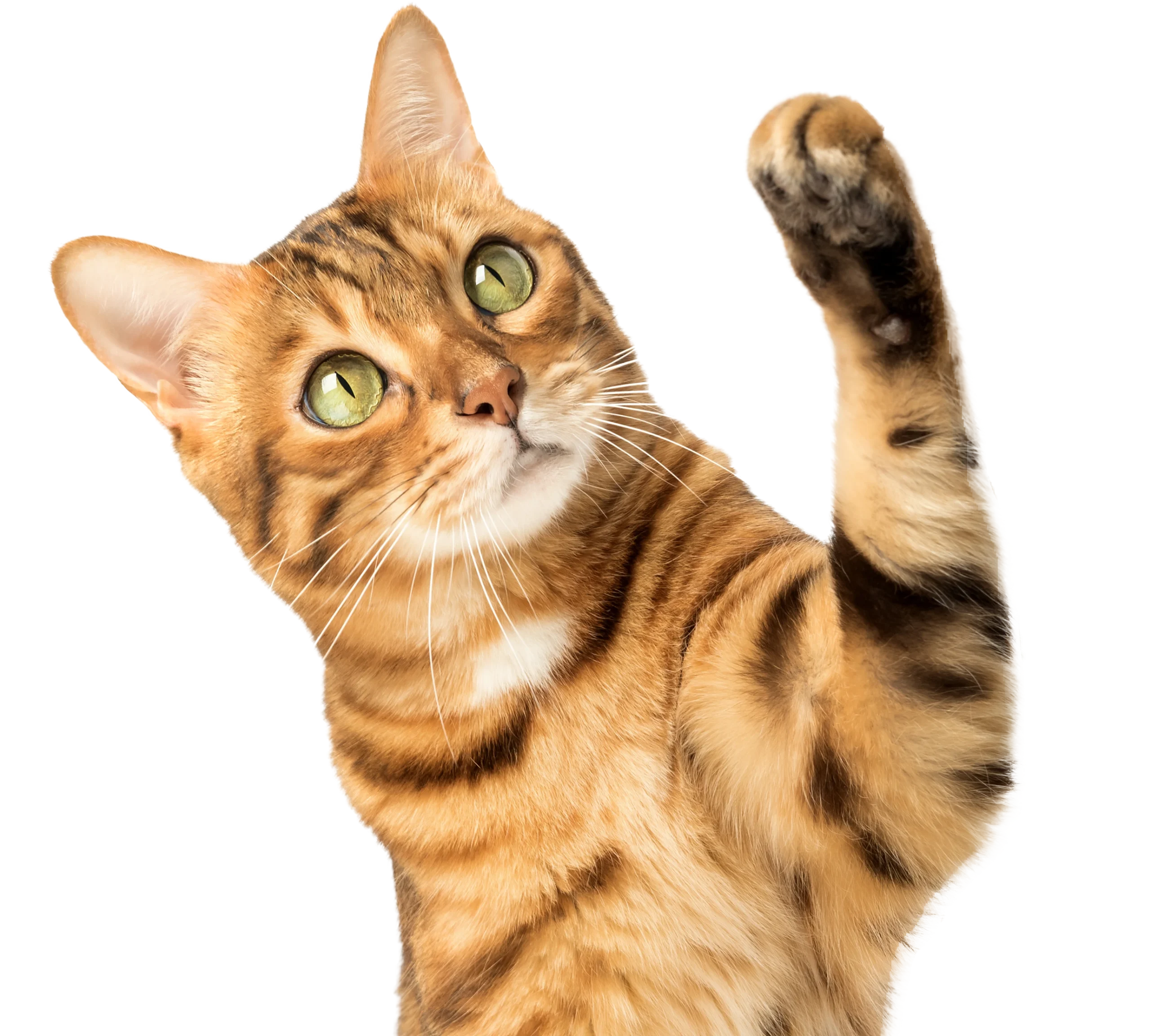 Cute Kitty