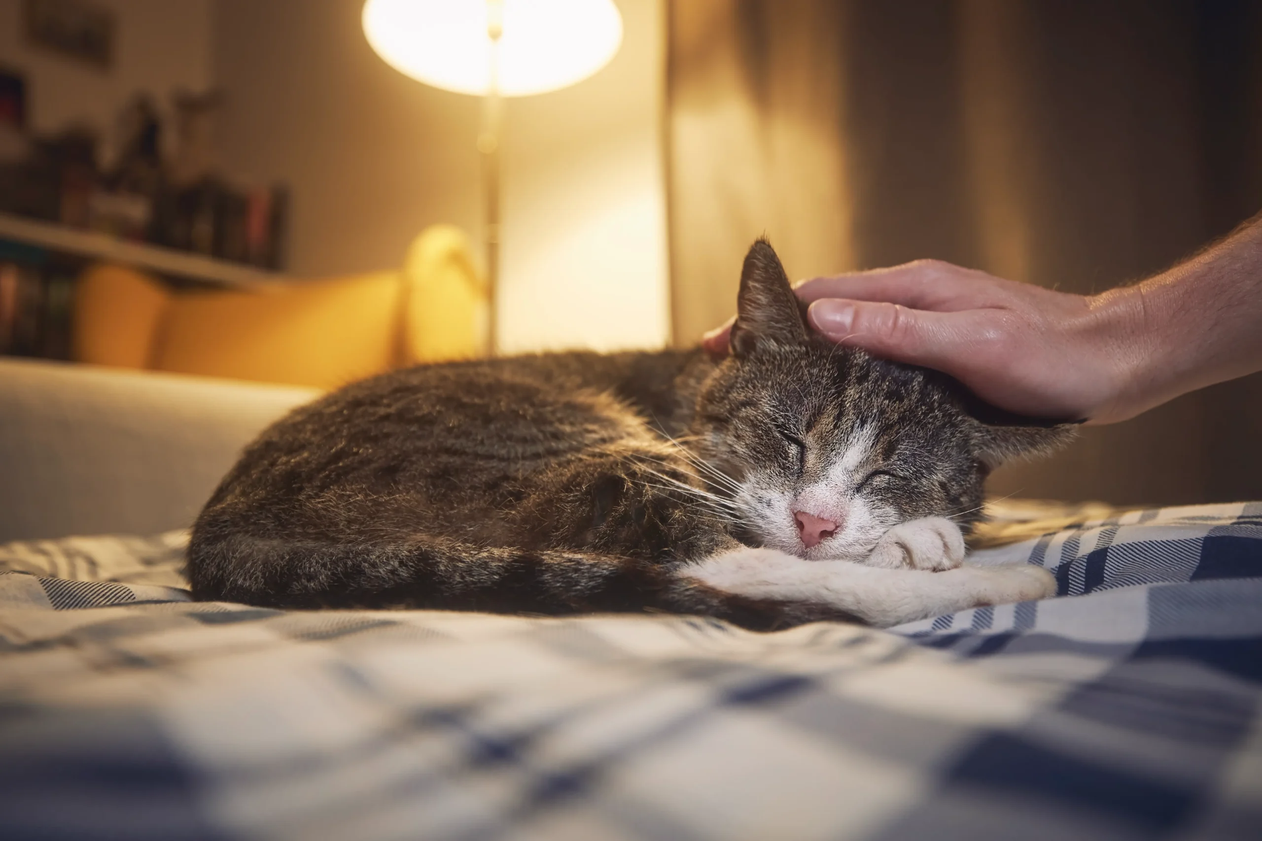 Supporting Your Senior Pet: 10 +1 Ways to Help Them Thrive in Their Golden Years